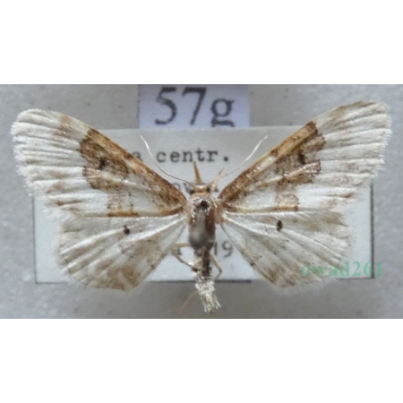 Idaea rusticata (Denis & Schiffermüller, 1775) Krocznik wieśniaczek Czech57g